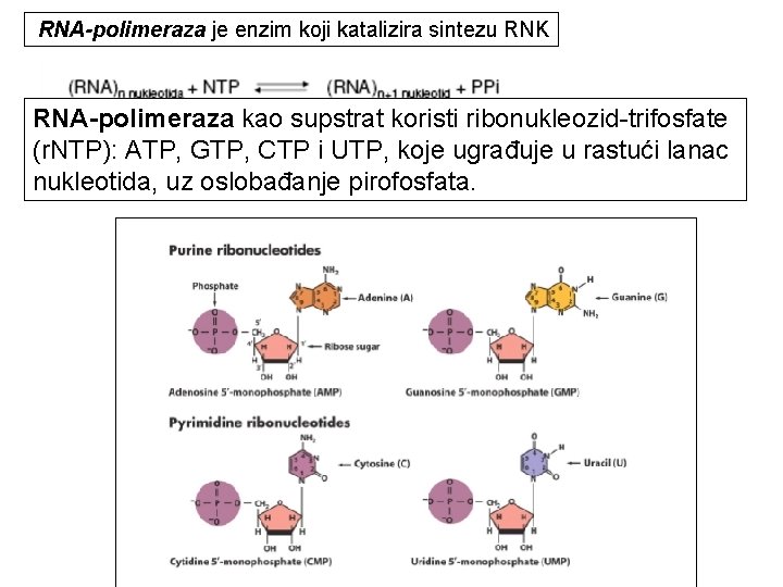 RNA-polimeraza je enzim koji katalizira sintezu RNK RNA-polimeraza kao supstrat koristi ribonukleozid-trifosfate (r. NTP):