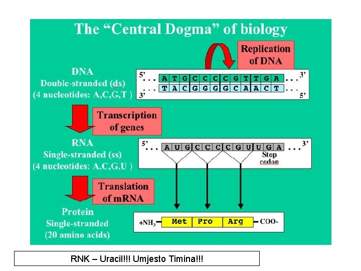 RNK – Uracil!!! Umjesto Timina!!! 