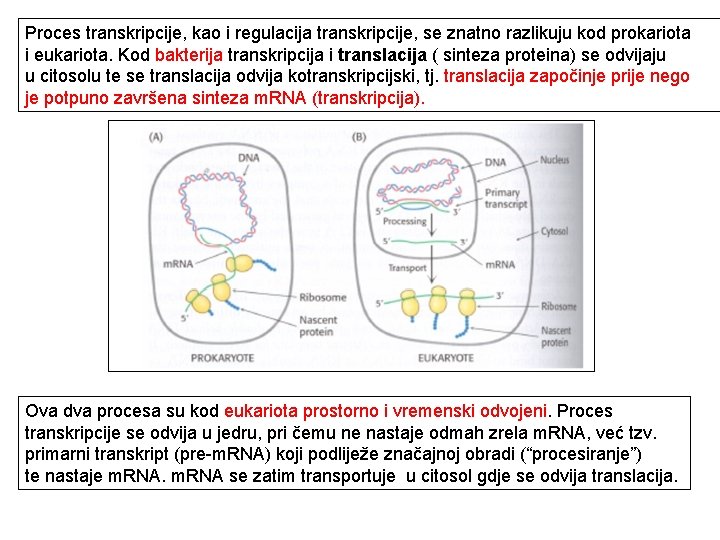 Proces transkripcije, kao i regulacija transkripcije, se znatno razlikuju kod prokariota i eukariota. Kod