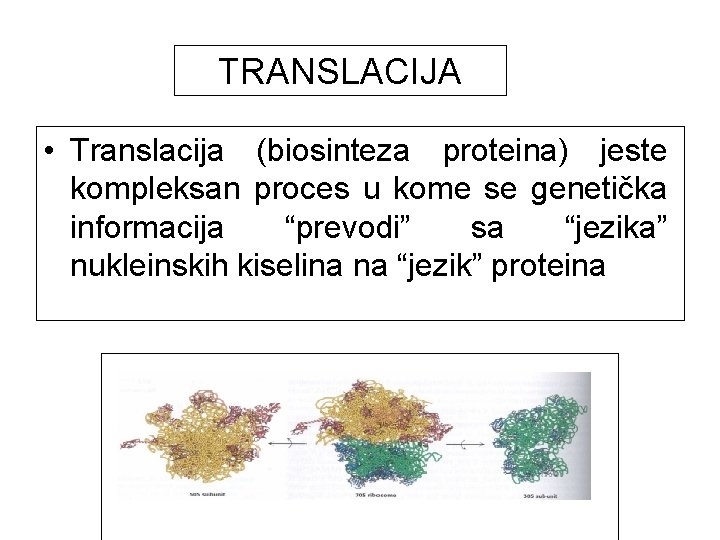 TRANSLACIJA • Translacija (biosinteza proteina) jeste kompleksan proces u kome se genetička informacija “prevodi”