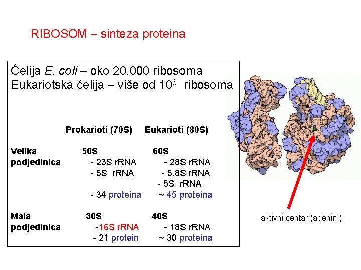 RIBOSOM – sinteza proteina Ćelija E. coli – oko 20. 000 ribosoma Eukariotska ćelija