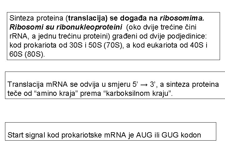 Sinteza proteina (translacija) se događa na ribosomima. Ribosomi su ribonukleoproteini (oko dvije trećine čini