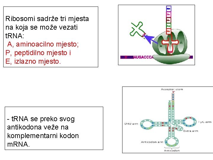 Ribosomi sadrže tri mjesta na koja se može vezati t. RNA: A, aminoacilno mjesto;