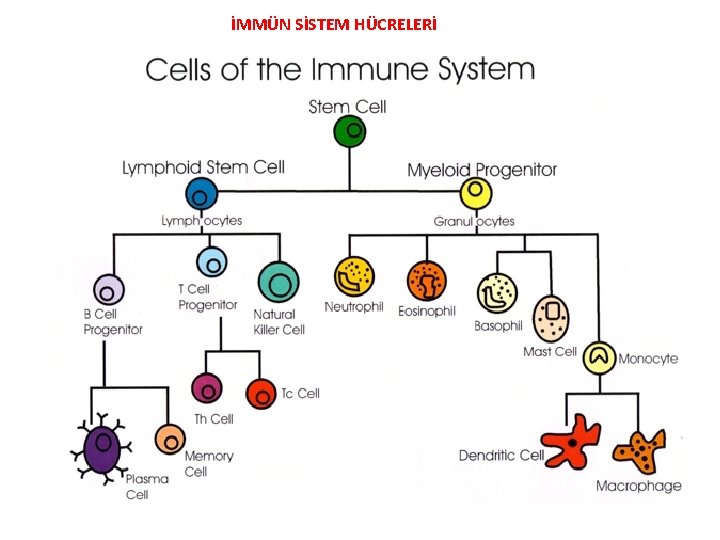 İMMÜN SİSTEM HÜCRELERİ 