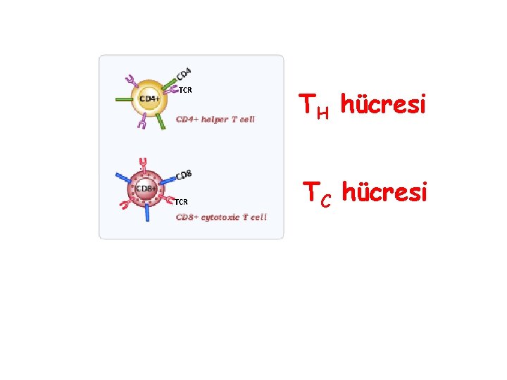 TCR TH hücresi TC hücresi 