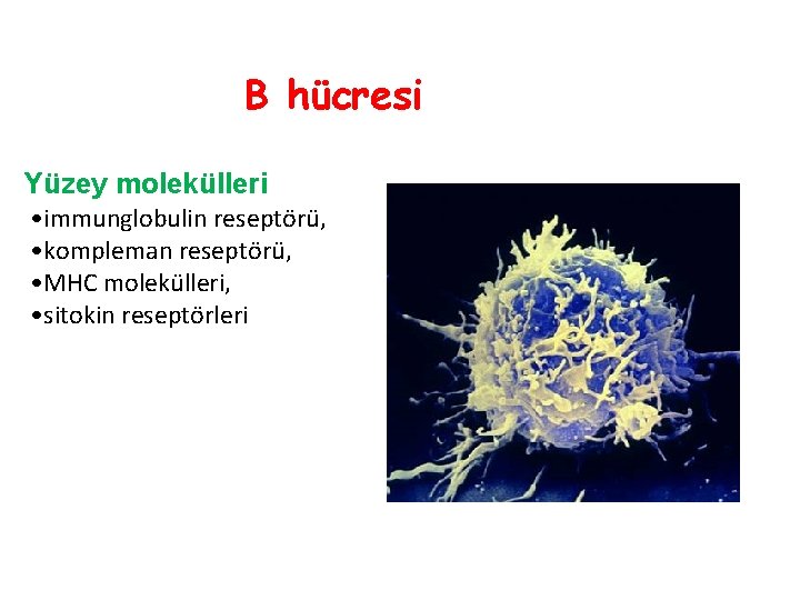 B hücresi Yüzey molekülleri • immunglobulin reseptörü, • kompleman reseptörü, • MHC molekülleri, •