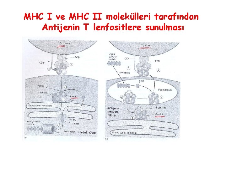 MHC I ve MHC II molekülleri tarafından Antijenin T lenfositlere sunulması 