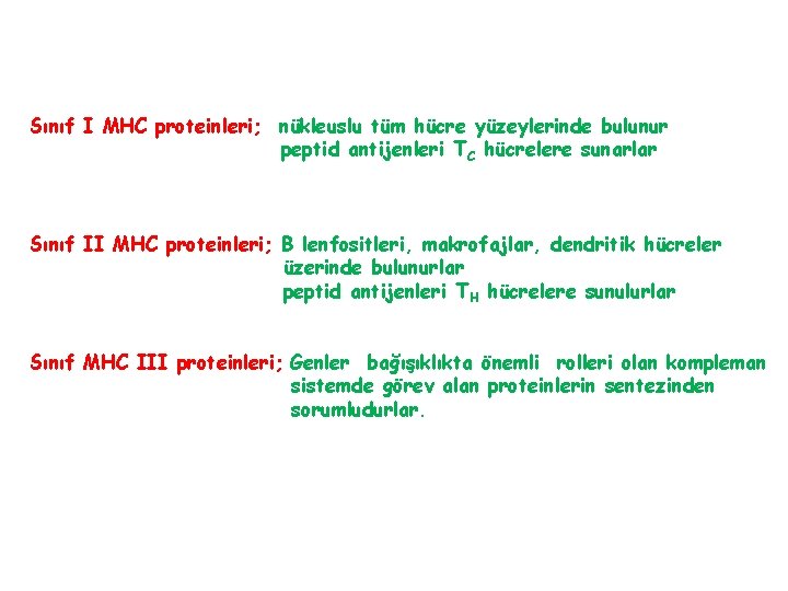 Sınıf I MHC proteinleri; nükleuslu tüm hücre yüzeylerinde bulunur peptid antijenleri TC hücrelere sunarlar