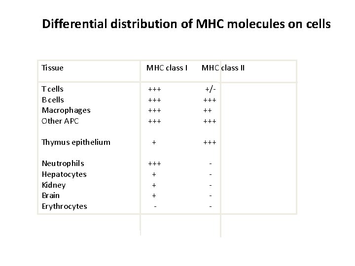Differential distribution of MHC molecules on cells Tissue MHC class II T cells B