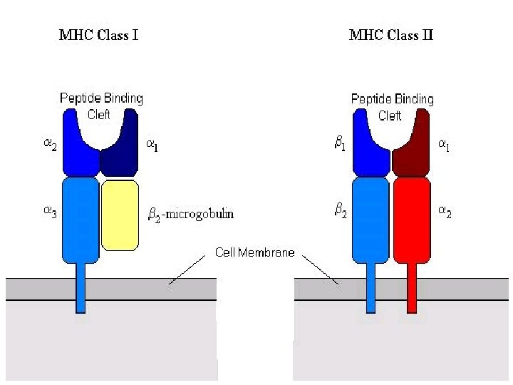 MHC class I and MHC class II molecules 