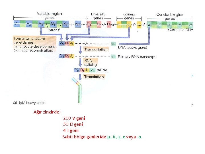 Ağır zincirde; 200 V geni 50 D geni 4 J geni Sabit bölge genleride