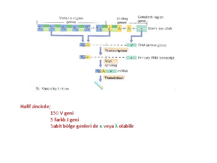 Hafif zincirde; 150 V geni 5 farklı J geni Sabit bölge genleri de κ