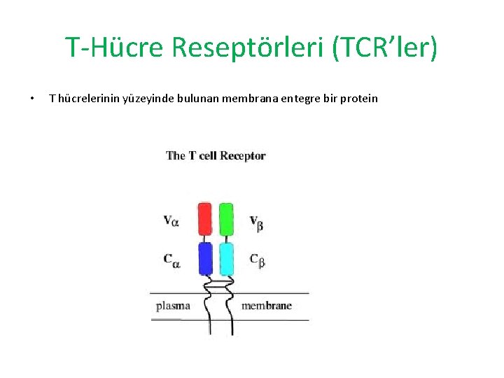 T-Hücre Reseptörleri (TCR’ler) • T hücrelerinin yüzeyinde bulunan membrana entegre bir protein 