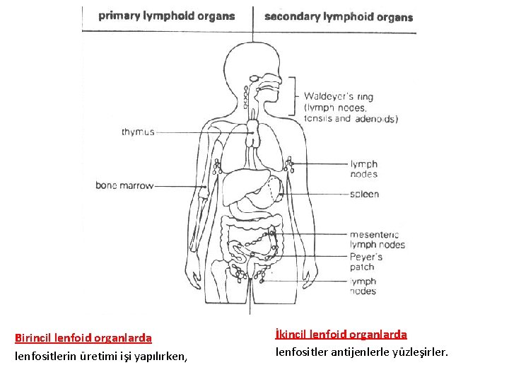 Birincil lenfoid organlarda lenfositlerin üretimi işi yapılırken, İkincil lenfoid organlarda lenfositler antijenlerle yüzleşirler. 