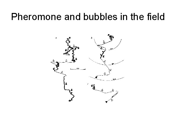 Pheromone and bubbles in the field 