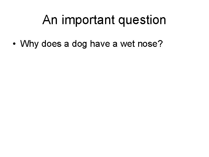 An important question • Why does a dog have a wet nose? 