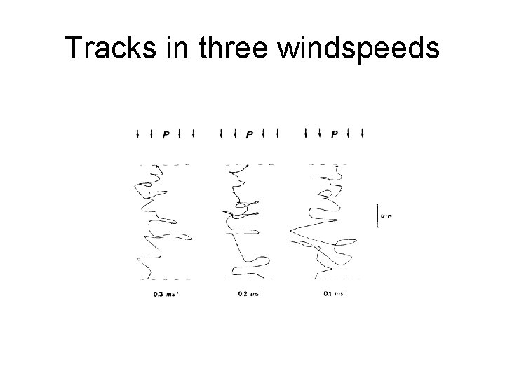 Tracks in three windspeeds 