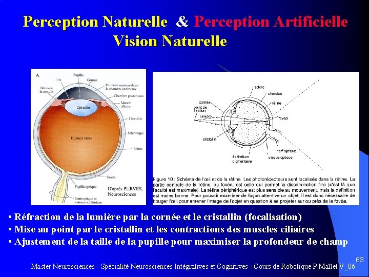Perception Naturelle & Perception Artificielle Vision Naturelle • Réfraction de la lumière par la