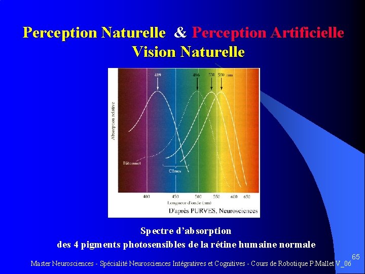 Perception Naturelle & Perception Artificielle Vision Naturelle Spectre d’absorption des 4 pigments photosensibles de