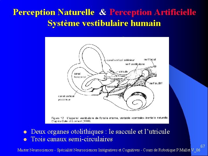 Perception Naturelle & Perception Artificielle Système vestibulaire humain l l Deux organes otolithiques :