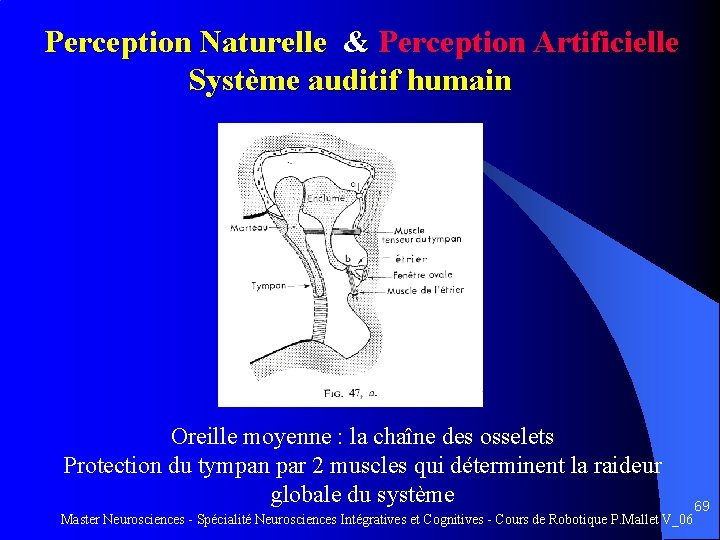 Perception Naturelle & Perception Artificielle Système auditif humain Oreille moyenne : la chaîne des