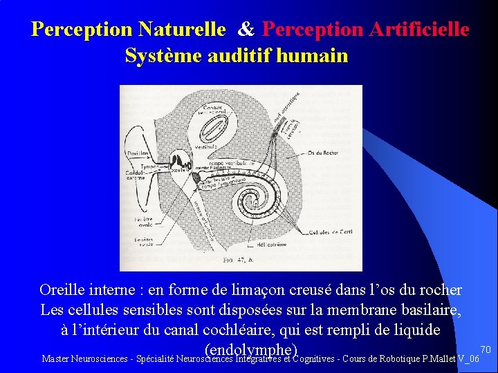 Perception Naturelle & Perception Artificielle Système auditif humain Oreille interne : en forme de