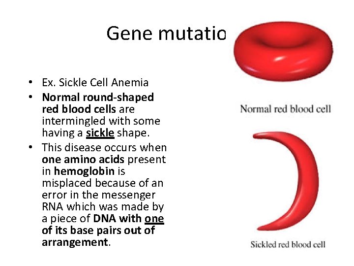 Gene mutations • Ex. Sickle Cell Anemia • Normal round-shaped red blood cells are