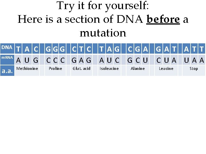 Try it for yourself: Here is a section of DNA before a mutation DNA