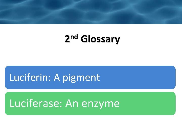 2 nd Glossary Luciferin: A pigment Luciferase: An enzyme 