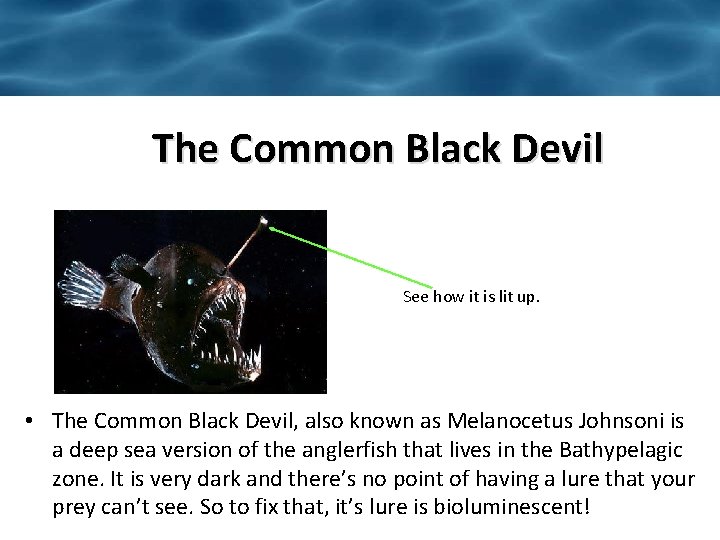 The Common Black Devil See how it is lit up. • The Common Black