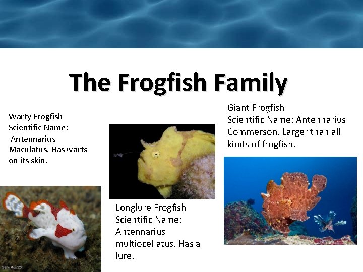 The Frogfish Family Giant Frogfish Scientific Name: Antennarius Commerson. Larger than all kinds of