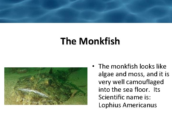 The Monkfish • The monkfish looks like algae and moss, and it is very