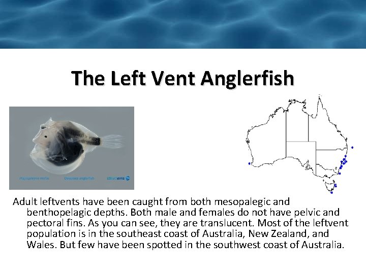 The Left Vent Anglerfish Adult leftvents have been caught from both mesopalegic and benthopelagic