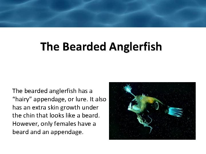 The Bearded Anglerfish The bearded anglerfish has a “hairy” appendage, or lure. It also