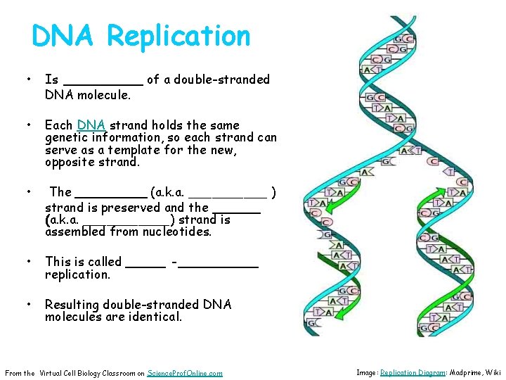 DNA Replication • Is _____ of a double-stranded DNA molecule. • Each DNA strand