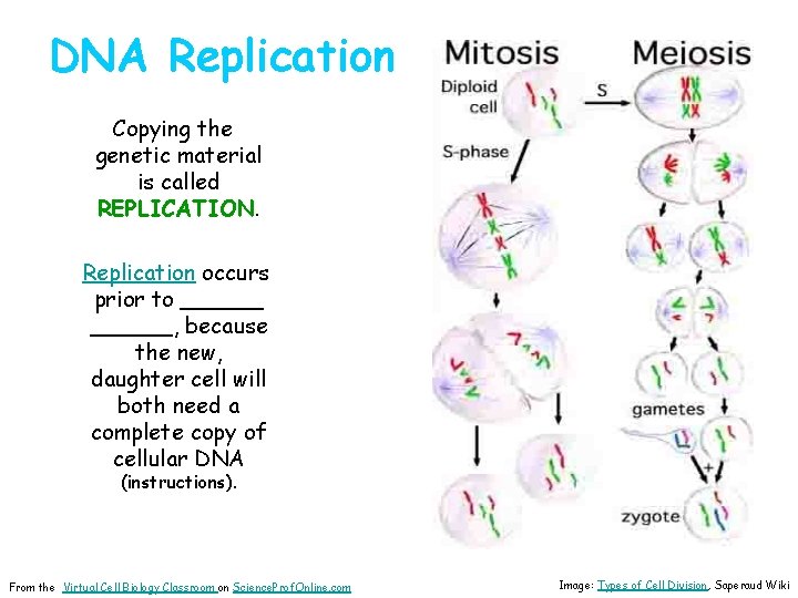 DNA Replication Copying the genetic material is called REPLICATION. Replication occurs prior to ______,