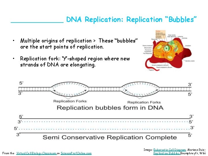 ______ DNA Replication: Replication “Bubbles” • Multiple origins of replication > These “bubbles” are