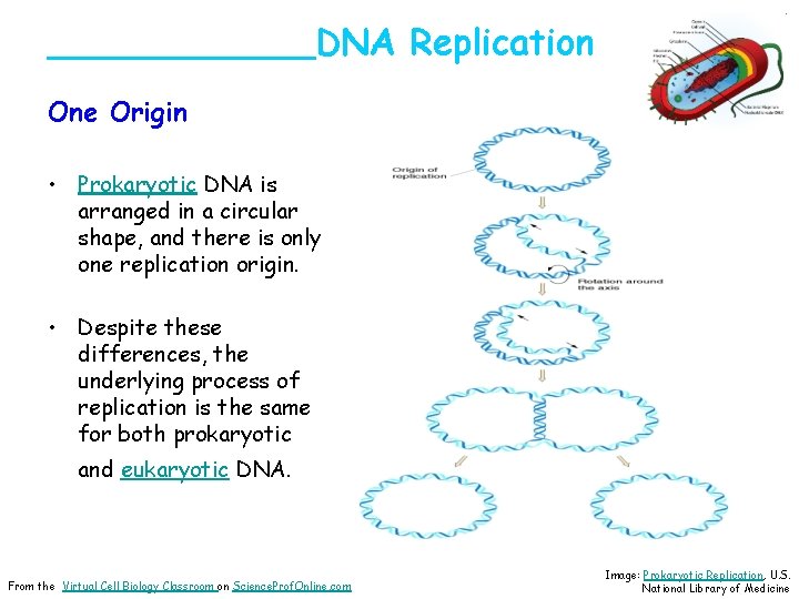 ______DNA Replication One Origin • Prokaryotic DNA is arranged in a circular shape, and