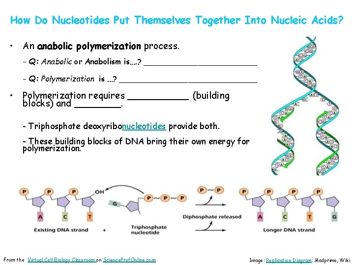 How Do Nucleotides Put Themselves Together Into Nucleic Acids? • An anabolic polymerization process.