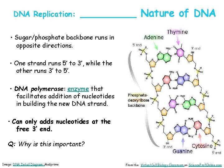 DNA Replication: _____ Nature of DNA • Sugar/phosphate backbone runs in opposite directions. •