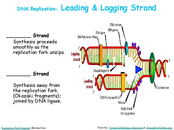 DNA Replication: Leading & Lagging Strand ____ Strand Synthesis proceeds smoothly as the replication