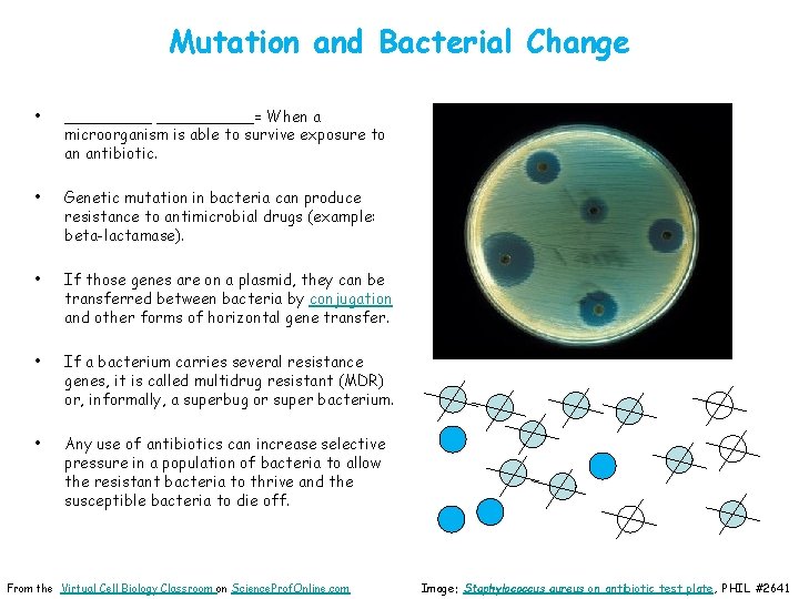 Mutation and Bacterial Change • __________= When a microorganism is able to survive exposure