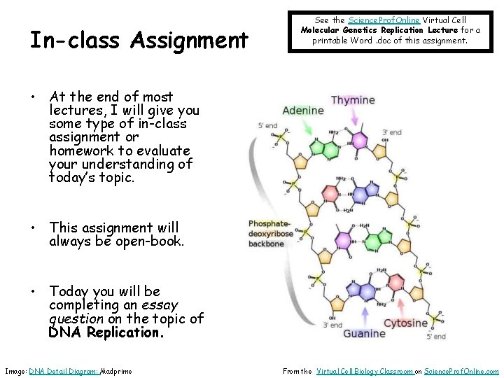 In-class Assignment See the Science. Prof. Online Virtual Cell Molecular Genetics Replication Lecture for
