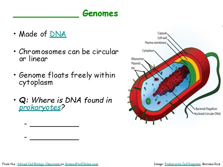 ______ Genomes • Made of DNA • Chromosomes can be circular or linear •