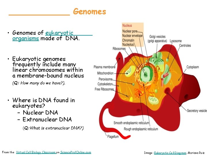 ______ Genomes • Genomes of eukaryotic organisms made of DNA. • Eukaryotic genomes frequently