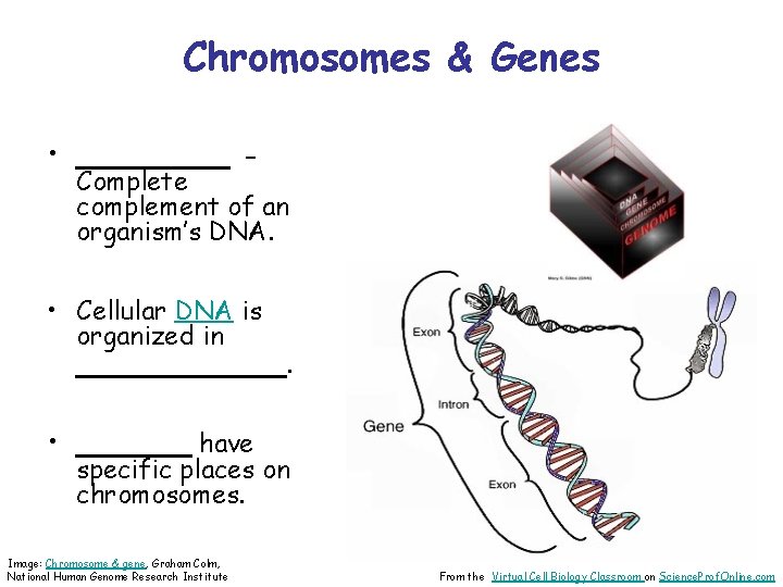 Chromosomes & Genes • ____ - Complete complement of an organism’s DNA. • Cellular