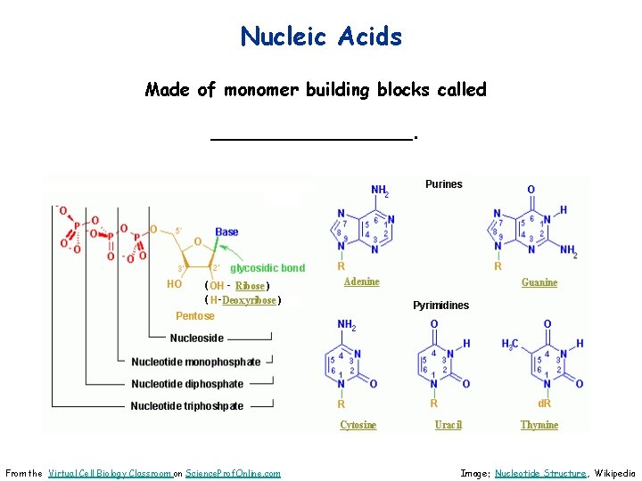 Nucleic Acids Made of monomer building blocks called _________. From the Virtual Cell Biology