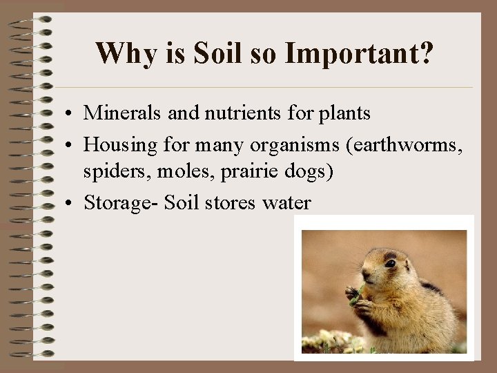 Why is Soil so Important? • Minerals and nutrients for plants • Housing for