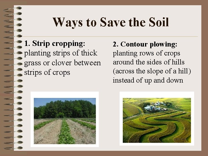 Ways to Save the Soil 1. Strip cropping: planting strips of thick grass or