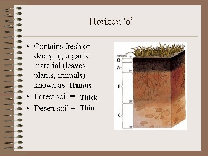 Horizon ‘ 0’ • Contains fresh or decaying organic material (leaves, plants, animals) known